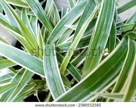 Close up of Chlorophytum comosum Ocean - Spider Plant - background