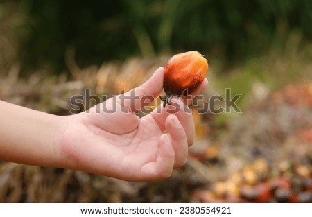 Selective focus picture of boy hand holding ripe palm fruit. Palm industry are main contributor to Malaysia.