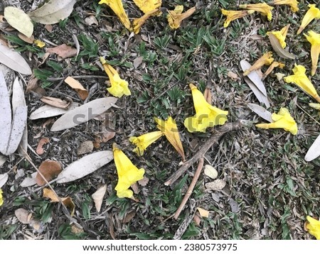 Tabebuya flowers fall on the ground