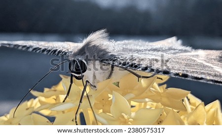 front close up picture of Tropical swallowtail moth butterfly