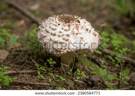 Macrolepiota procera, Fungi, Basidiomycota, Agaricomycetes, Agaricales, Macrolepiota