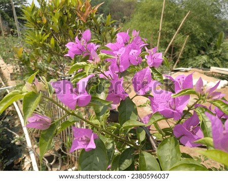 purple bougainvillea flowers that grow in the garden