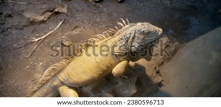 Picture a large green iguana, closeup
