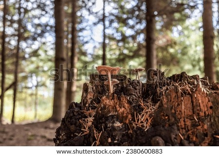 Many small Mushrooms grow on a tree stump in a coniferous forest