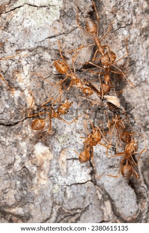 Macro of red ants on tree bark. Macro photo of red ant