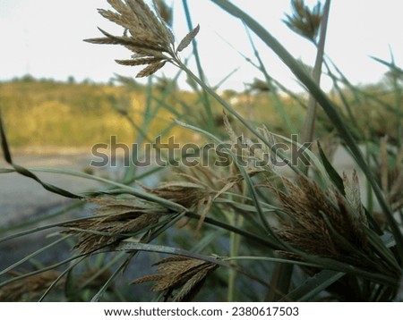 Beautiful brown Cyperus polystachyos grass flowers, blurry background.