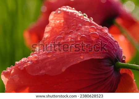 beauty of red poppies after morning rain
