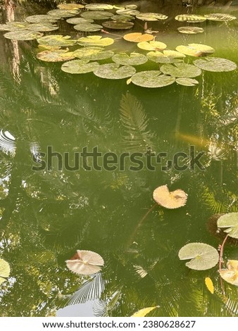 beautiful reflection in water with Lily