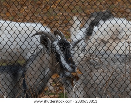 photo of a goat's head behind a lattice fence