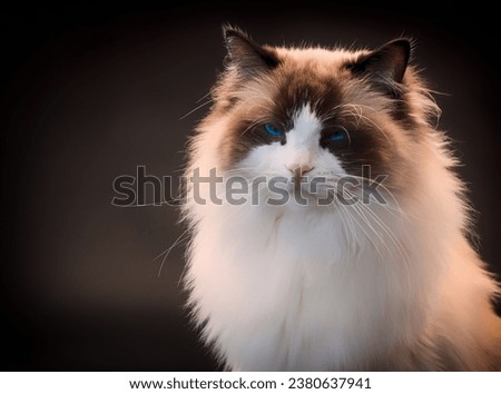 Beautiful young healthy Ragdoll cat isolated on a black background. High quality photo
