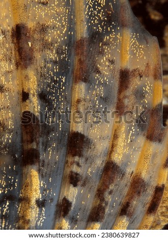 close up of the pectoral fin of a fish known as a sea scorpion Royalty-Free Stock Photo #2380639827