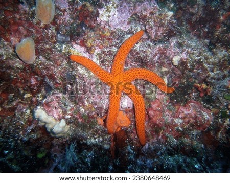 Picture you can See beautiful Underwater starfish