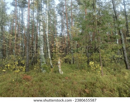 Rekyva forest during cloudy autumn day. Pine and birch tree woodland. Blueberry bushes are growing in woods. Cloudy day. Nature. Rekyvos miskas.
