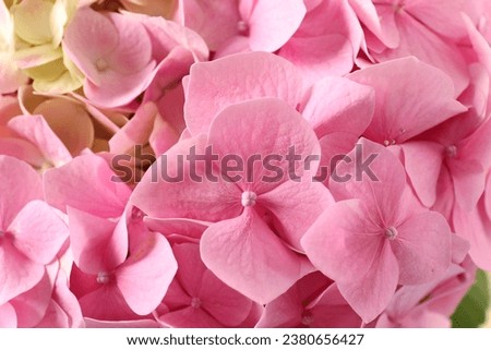 delicate pink hydrangea on a colored background
