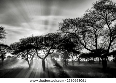 The greyscale shot of the trees in the savanna plains during sunset perfect for background Royalty-Free Stock Photo #2380663061