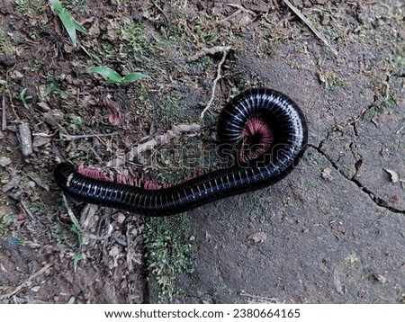 A millipede is walking on dry ground in a forest.