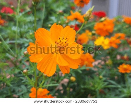 Vibrant Yellow Marigold – Nature's Sunny Elegance, Perfect for Garden, Floral, and Freshness-Themed Designs. High-Quality Stock Photo for Your Projects.