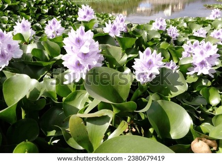 Exif_JPEG_420 big beautiful flowers and green leaves in Lake Naivasha  in Kenya