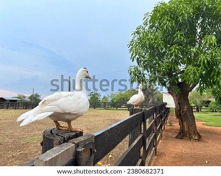 
beautiful albino ducks on the farm
