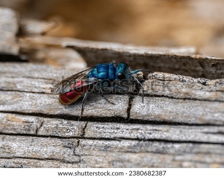 A parasitic ruby-tailed wasp (Chrysididae) searching for a host wild bee nest.