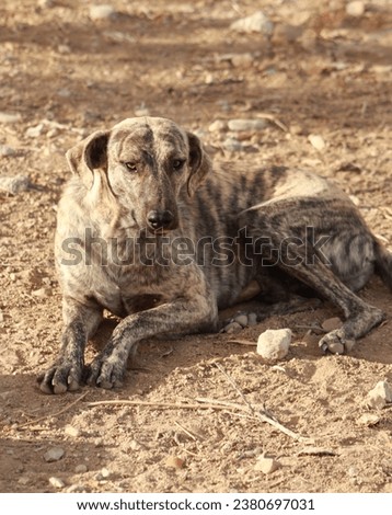 I found a hungry dog, fed him, and then took some pictures of him
In Ain Touta, Batna