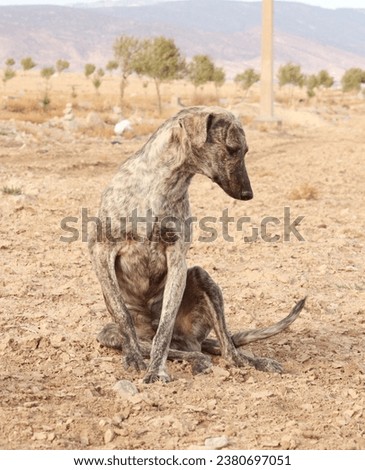 I found a hungry dog, fed him, and then took some pictures of him
In Ain Touta, Batna
