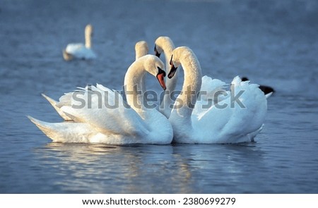 The mute swan (Cygnus olor), Two white swans court females in the spring, Black Sea Royalty-Free Stock Photo #2380699279