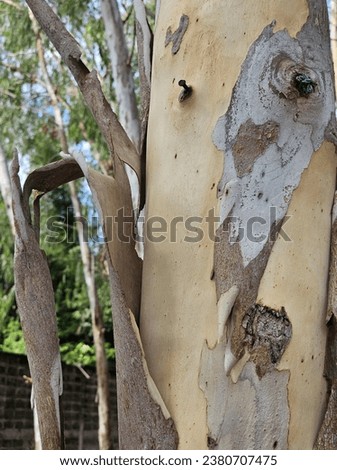 Picture of tree bark in the forest