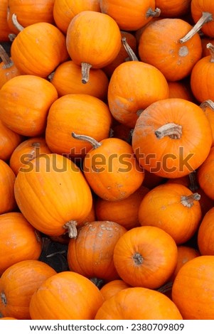 a heap of yellow mini pumpkins