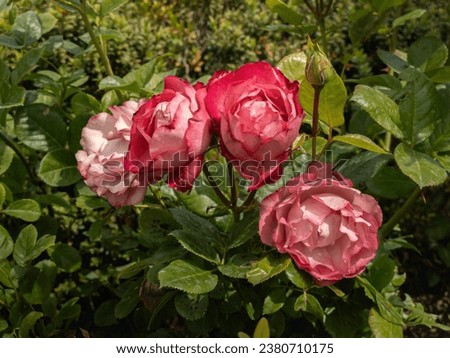 Hi resolution closeup of four roses blooming in the garden Royalty-Free Stock Photo #2380710175