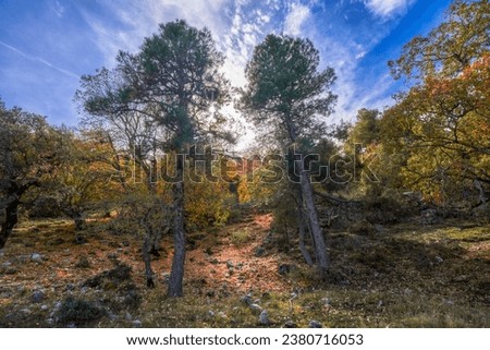 Los Calares del Mundo y de la Sima natural park. Autumn forest landscape. View of autumn leaves. In Riopar, Albacete province, Castilla la Mancha community, Spain. Royalty-Free Stock Photo #2380716053
