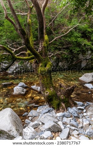 Oak tree in forest near river and moss covered, beautiful autum pictures.