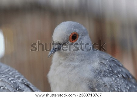 Beautiful bird with red eyes looking at you