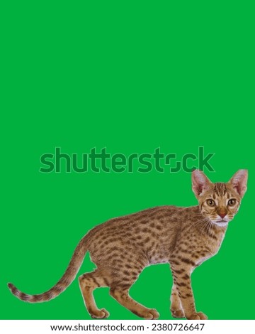 ocicat cat on a green background animals outdoors - beautiful brown and black stripped and spotted ocicat cat standing on a green grass in a garden with big rock in the background on a sunny day in 