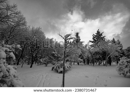 Moody winter background photo. Snow-covered trees in the forest or park. Monochrome winter view.