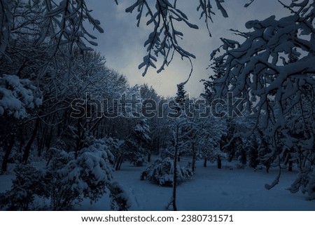 Winter view with snow-covered trees and moody sky. Moody winter view.