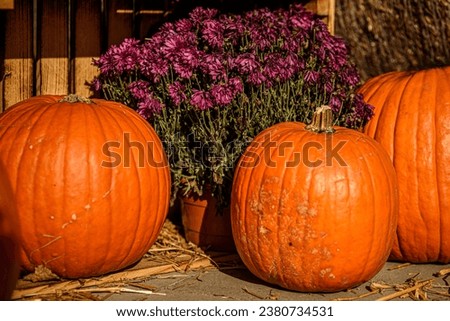 Pumpkins on the Sidewalk in the Rays of the Orange Setting Sun, 
