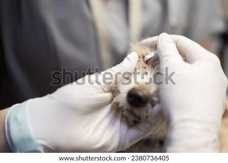 A veterinary ophthalmologist performs a Schirmer test on a dog's eyes to evaluate tear gland production. Your veterinarian will check your dog for dry eye syndrome. Veterinary ophthalmology concept. Royalty-Free Stock Photo #2380736405