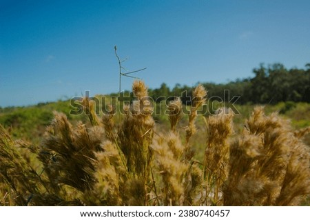 Andropogon glomeratus Bushy broom grass Brown and white in Florida Nature preserve marsh flatlands on a sunny and windy day. Blue sky at top of photo. Looks like flowing hair in wind.

 Royalty-Free Stock Photo #2380740457
