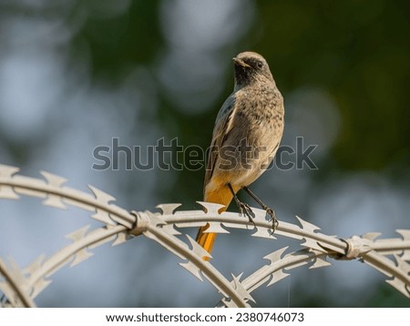 Black redstart sitting on a metal chain on a bright green background.Wildlife photo!