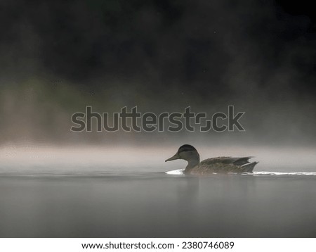 Wild duck swimming in the middle of floating fog at night.Wildlife photo!