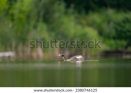 Great Crested Grebe flowing, smudged greenery and sheet of water in the background.Wildlife photo!