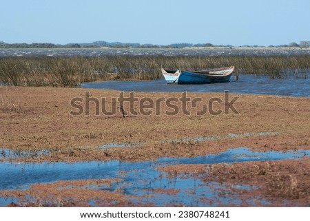 Landscape with boats and a bird called earwig standing on a stick in a lagoon in the department of Rocha, Uruguay