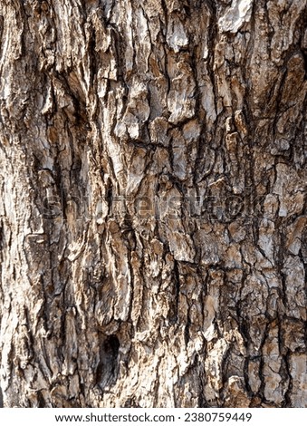 Natural brown rough tree surface. Abstract rough brown natural tree bark textured background. Weathered natural dry brown tree surface.