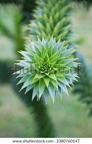 Monkey puzzle tree branch in macro view with fractal pattern Royalty-Free Stock Photo #2380760147