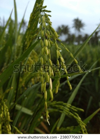 photos of paddy after the rain subsides show a cool and peaceful atmosphere. the latin name of paddy is Oryza Sativa
