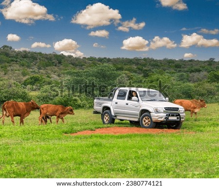 farmer with a 4x4 herding the cattle Royalty-Free Stock Photo #2380774121