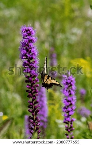 Liatris spicata, Blazing star, full bloom, with Papilio glaucus, eastern tiger swallowtail butterfly in profile.