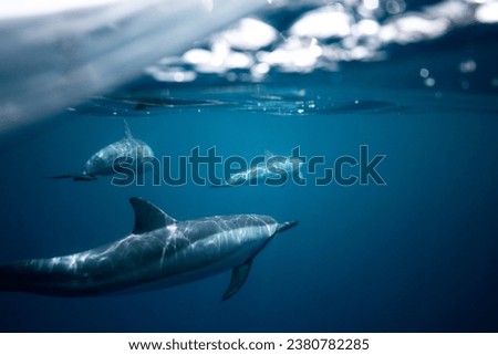 Nature photos that shows aquatic life and cloudy atmosphere