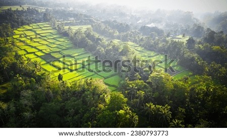 Aerial view of beautiful Tegallalang Rice Terrace surrounded by tropical forest in Gianyar, Bali, Indonesia. Balinese Rural scene, paddy terrace garden in a village with morning sunlight and mist. Royalty-Free Stock Photo #2380793773